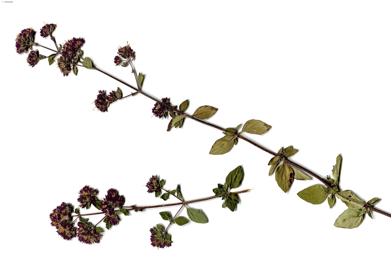 Origanum vulgare subsp. vulgare (Lamiaceae)
